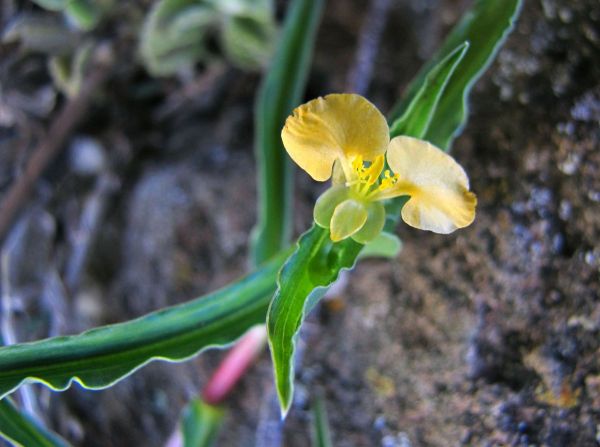 Commelina africana
Dayflower (Eng)
Trefwoorden: Plant;Commelinaceae;Bloem;geel