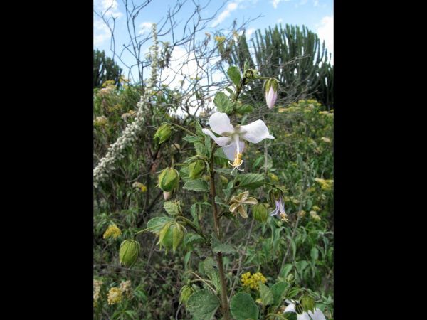 Hibiscus sp.
Trefwoorden: Plant;Malvaceae;Bloem;wit