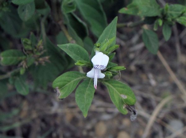 Hypoestes forskaolii
White ribbon bush (Eng)
Trefwoorden: Plant;Acanthaceae;Bloem;lila;wit
