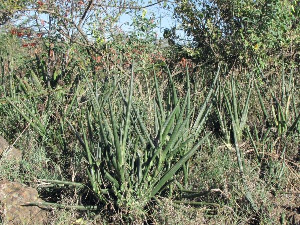 Sansevieria cylindrica
African Spear (Eng)
Trefwoorden: Plant;Asparagaceae