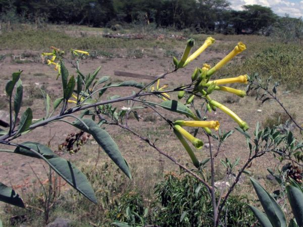 Nicotiana glauca
Tree Tobacco (Eng)
Trefwoorden: Plant;Solanaceae;Bloem;geel