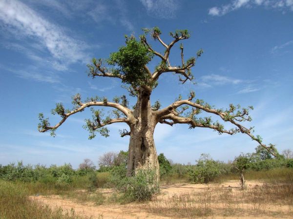 Adansonia digitata
Baobab (Eng) Apenbroodboom (Ned)
Trefwoorden: Plant;Boom;Malvaceae