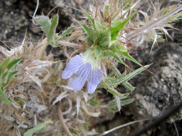Blepharis; B. obmitrata
Mountain Thistle (Eng) Bergdistel (Afr) 
Trefwoorden: Plant;Acanthaceae;Bloem;blauw