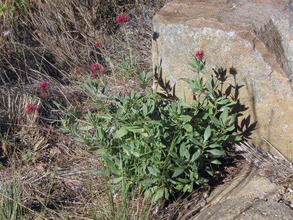 Centranthus ruber
Rode Spoorbloem (Ned) Red Valerian (Eng)
Trefwoorden: PLant;Caprifoliaceae;Bloem;roze