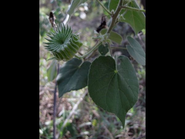 Abutilon mauritianum
Country Mallow (Eng) Maumanda (Ksw) - fruit with more than 20 carpels.
Trefwoorden: Plant;Malvaceae;vrucht