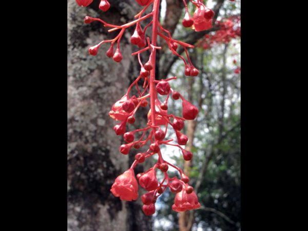Brachychiton acerifolius
Illawarra Flame Tree (Eng)
Trefwoorden: Plant;Boom;Malvaceae;Bloem;rood