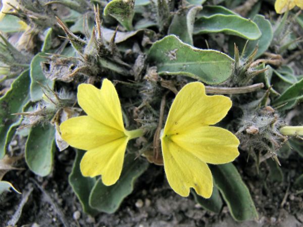 Crossandra subacaulis
Trefwoorden: Plant;Acanthaceae;Bloem;geel