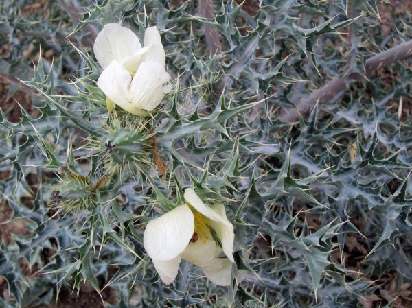 Argemone mexicana
Mexican poppy (Eng) Stekelpapaver (Afr)
Trefwoorden: Plant;Papaveraceae;Bloem;wit