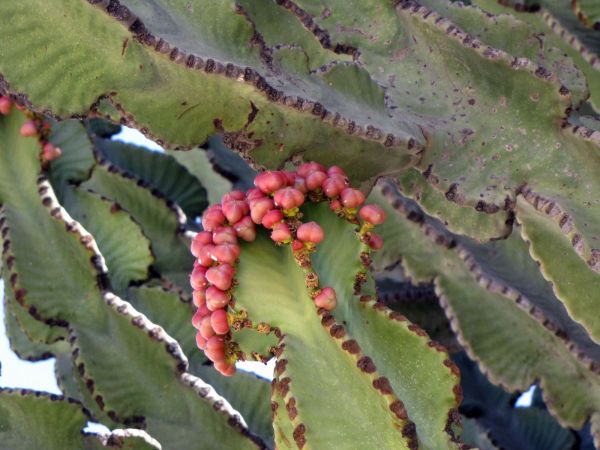 Euphorbia abyssinica
Trefwoorden: Plant;Boom;Euphorbiaceae;vrucht