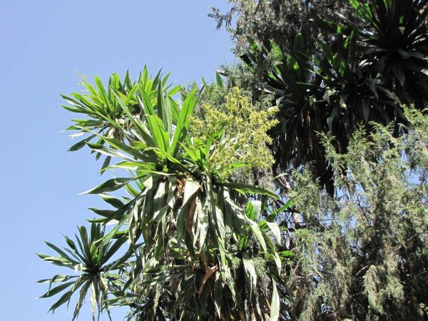 Dracaena steudneri
Steudner's Dragon Tree (Eng)
Trefwoorden: Plant;Asparagaceae;Bloem;groen;wit