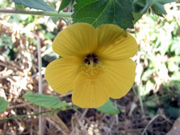 Abutilon sp.
Trefwoorden: Plant;Malvaceae;Bloem;geel