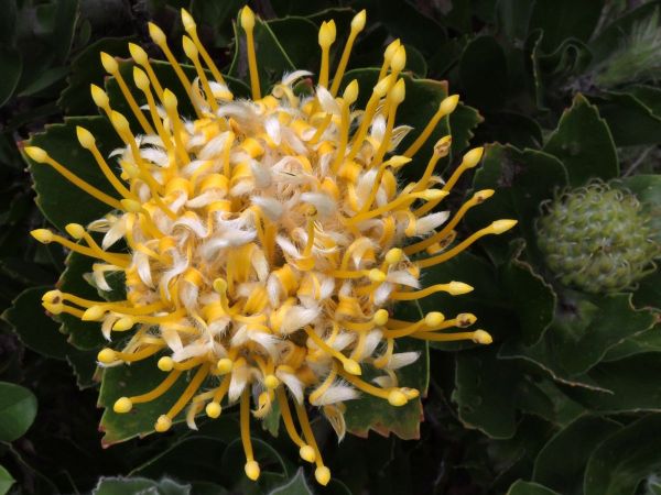 Leucospermum conocarpodendron
Pincushion (Eng) Kreupelhout (Afr)
Trefwoorden: Plant;Proteaceae;Bloem;geel