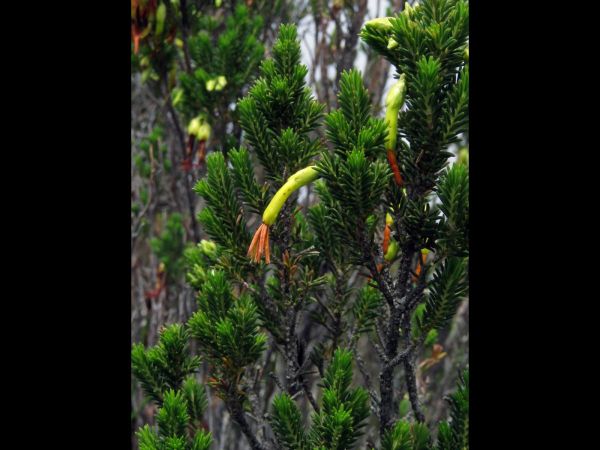 Erica coccinea
Tassel Heath (Eng) Hangertjie (Afr)
Trefwoorden: Plant;Ericaceae;Bloem;rood;roze;geel;groen
