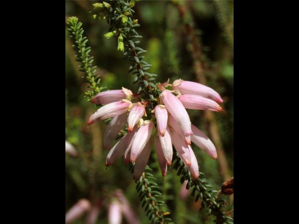 Erica Baueri
Allbertinia Heath, Bridal Heath (Eng)
Trefwoorden: Plant;Ericaceae;Bloem;wit;roze