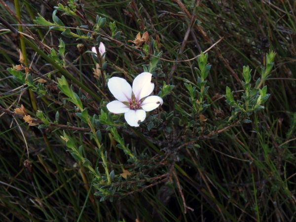 Adenandra uniflora
China Flower (Eng) Bergskaapboegoe (Afr)
Trefwoorden: Plant;Rutaceae;Bloem;wit