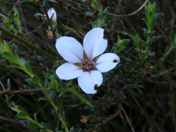 Adenandra uniflora
China Flower (Eng) Bergskaapboegoe (Afr)
Trefwoorden: Plant;Rutaceae;Bloem;wit