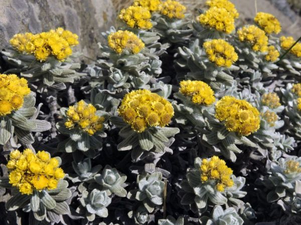 Helichrysum trilineatum
Hukobetsi (Swazi)
Trefwoorden: Plant;Asteraceae;Bloem;geel