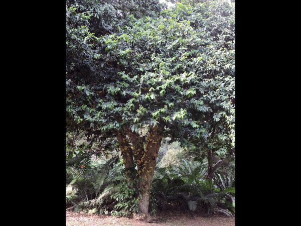 Drypetes natalensis
Natal Iron Plume (Eng) Natal Ysterpruim (Afr)
Trefwoorden: Plant;Boom;Putranjivaceae;Bloem;groen