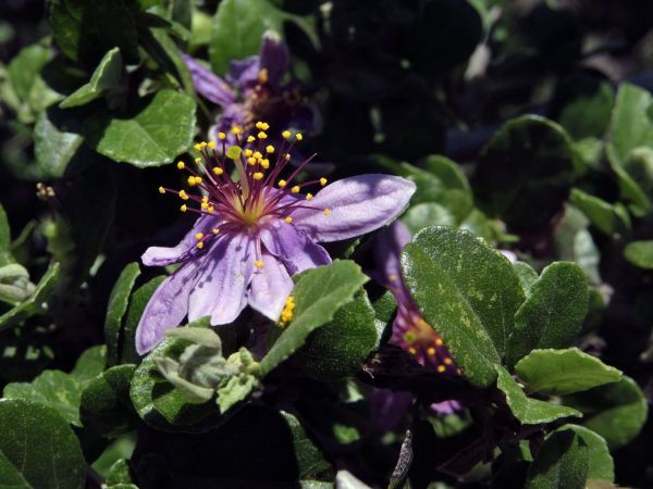 Grewia similis
Crossberry (Eng)
Trefwoorden: Plant;Malvaceae;Bloem;lila;paars