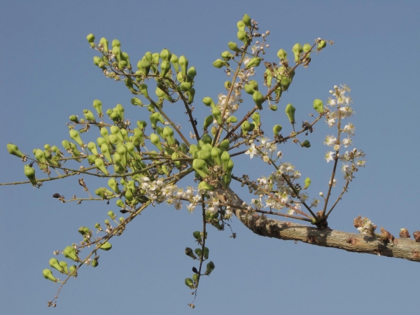 Boswellia dalzielii
Frankincense Tree (Eng) Hano, Harrabi (Hausa)
Trefwoorden: Plant;Boom;Burseraceae;Bloem;wit