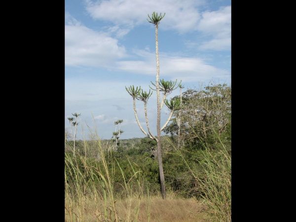 Euphorbia confinalis
Lebombo Euphorbia (Eng)
Trefwoorden: Plant;Euphorbiaceae