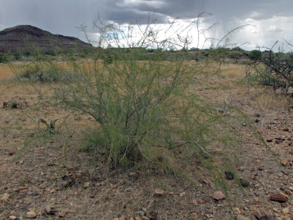 Parkinsonia africana
Green-hair Tree (Eng) Groenhaarboom, Lemoenhout, Thaboom (Afr)
Trefwoorden: Plant;Boom;Fabaceae;Bloem;geel