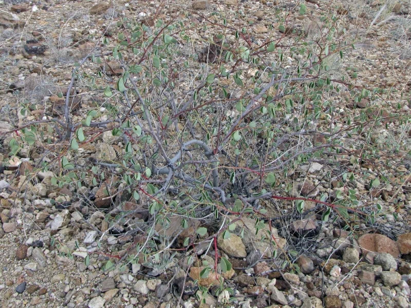 Adenolobus; A. pechuelii
Namib Neat's Foot (Eng)
Trefwoorden: Plant;struik;Fabaceae