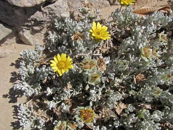 Didelta carnosa
Dune Salad Thistle (Eng) Kusslaaibos, Vaal-perdeblom (Afr)
Trefwoorden: Plant;Asteraceae;Bloem;geel