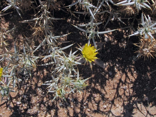 Berkheya schinzii
Namib thorn thistle (Eng) Namib doringdissel (Afr)
Trefwoorden: Plant;Asteraceae;Bloem;geel
