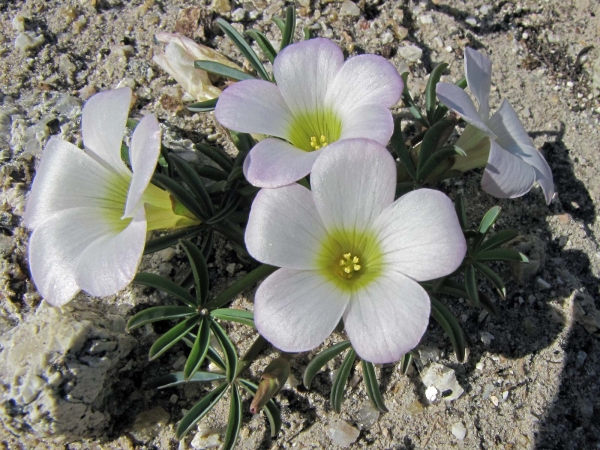 Oxalis flava
Yellow sorrel (Eng) Bobbejaanuintjie (Afr)
Trefwoorden: Plant;Oxalidaceae;Bloem;wit