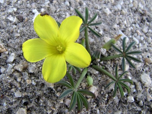 Oxalis flava
Yellow sorrel (Eng) Bobbejaanuintjie (Afr)
Trefwoorden: Plant;Oxalidaceae;Bloem;geel