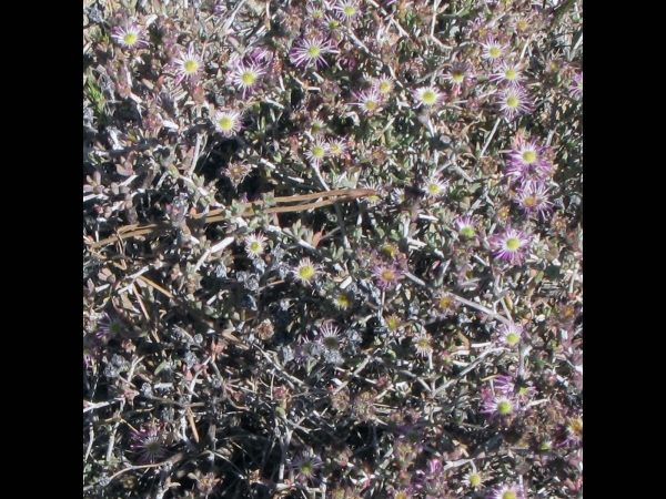Erepsia anceps
Untidy Spoonfig (Eng) Vygie, Altydvygie (Afr)
Trefwoorden: Plant;Aizoaceae;Bloem;roze;lila;wit