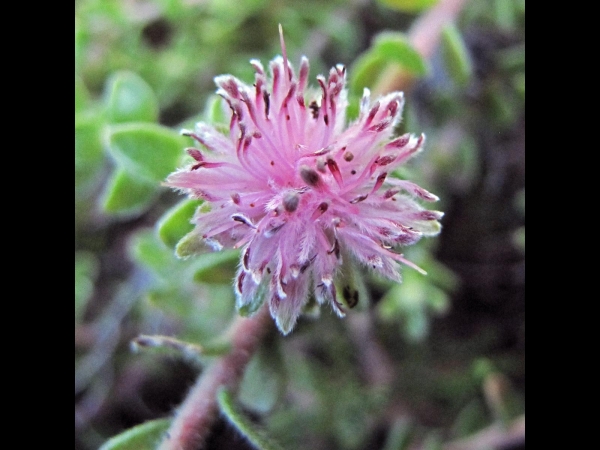 Diastella divaricata
Peninsula Silky Puff (Eng)
Trefwoorden: Plant;Proteaceae;Bloem;roze