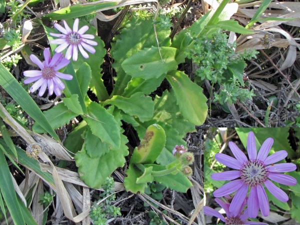 Senecio macrocephalus
Mountain Senecio (Eng) Ihlaba Lenkomo (Xhosa)
Trefwoorden: Plant;Asteraceae;Bloem;purper
