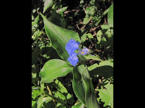 Commelina erecta
Slender Dayflower, White Mouth Dayflower, Wandering Jew (Eng) Blouselblommetjie (Afr)
Trefwoorden: Plant;Commelinaceae;Bloem;blauw