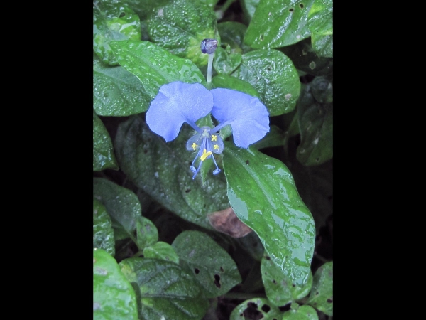 Commelina erecta
Slender Dayflower, White Mouth Dayflower, Wandering Jew (Eng) Blouselblommetjie (Afr)
Trefwoorden: Plant;Commelinaceae;Bloem;blauw