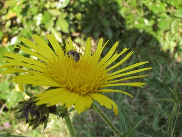 Berkheya; B. speciosa
Skraaldisseldoring (Afr) Umaphola (Zulu)
Trefwoorden: Plant;Asteraceae;Bloem;geel
