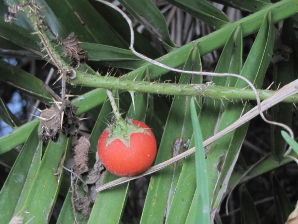 Solanum capsicoides
Cockroach Berry, Devil’s Apple (Eng) - fruit
Trefwoorden: Plant;Solanaceae;vrucht