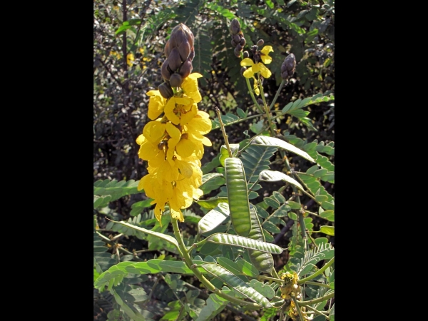 Senna didymobotrya
African Senna, Candelabra Tree (Eng)
Trefwoorden: Plant;struik;Fabaceae;geel