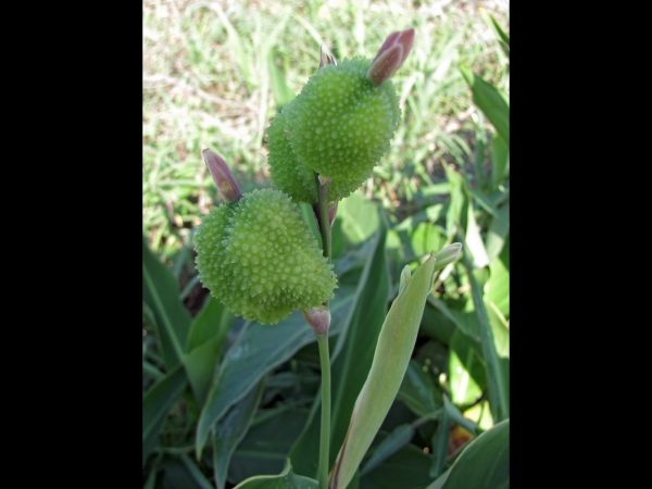 Canna indica
Indian Shot (Eng) Indisch Bloemriet (Ned) – fruits
Trefwoorden: Plant;Cannaceae;vrucht