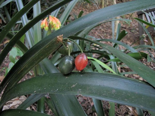 Clivia nobilis
Green-Tip Forest Lily, Bush Lily, Drooping Clivia (Eng)
Trefwoorden: Plant;Amaryllidaceae;vrucht