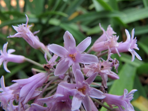 Tulbaghia simmleri
Sweet Garlic (Eng) Soetwildeknoffel (Afr) 
Trefwoorden: Plant;Amaryllidaceae;Bloem;roze