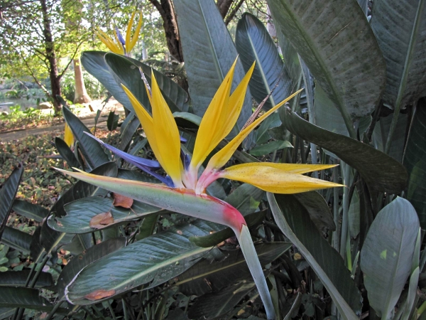 Strelitzia reginae
Bird-of-paradise (Eng) Paradijsvogelbloem (Ned) Kraanvoëlblom (Afr)
Trefwoorden: Plant;Strelitziaceae;Bloem;oranje