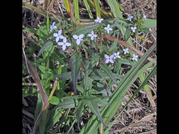 Conostomium natalense
Wild Pentas (Eng) Umbophe, Ungcolosi (Zulu) 
Trefwoorden: Plant;Rubiaceae;Bloem;wit