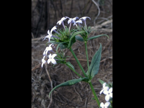 Conostomium natalense
Wild Pentas (Eng) Umbophe, Ungcolosi (Zulu) 
Trefwoorden: Plant;Rubiaceae;Bloem;wit