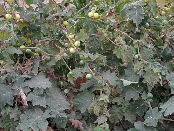 Solanum viarum 
Tropical Soda Apple (Eng) Gele Vruchten Plant (Ned) - fruits
Trefwoorden: Plant;Solanaceae;vrucht