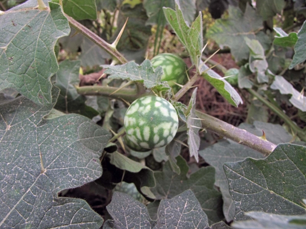 Solanum viarum
Tropical Soda Apple (Eng) Gele Vruchten Plant (Ned) - fruit
Trefwoorden: Plant;Solanaceae;vrucht