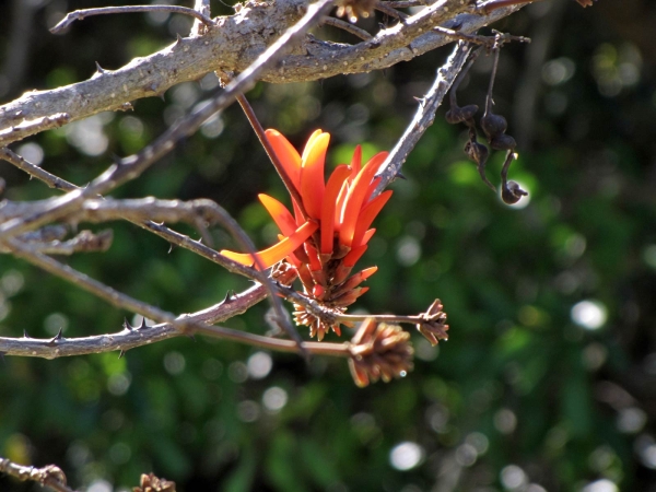 Erythrina lysistemon
Common Coral Tree (Eng) Gewone koraalboom (Afr) Umsinsi (Zulu)
Trefwoorden: Plant;Boom;Fabaceae;Bloem;oranje;rood