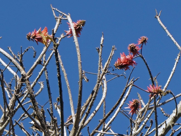 Erythrina lysistemon 
Common Coral Tree (Eng) Gewone koraalboom (Afr) Umsinsi (Zulu)
Trefwoorden: Plant;Boom;Fabaceae;Bloem;oranje;rood