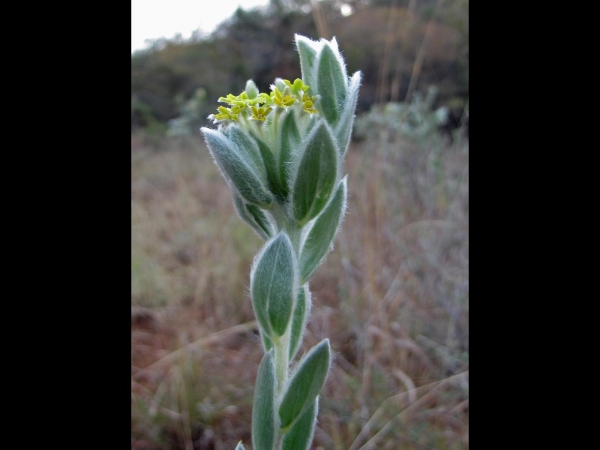 Lasiosiphon polyanthus
Escarpment Silver Yellowhead, Drakensberg Gnidia (Eng) 
Trefwoorden: Plant;Thymelaeaceae;Bloem;geel